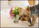 San Jose Fairmont Hotel Wedding Photography - Too Close